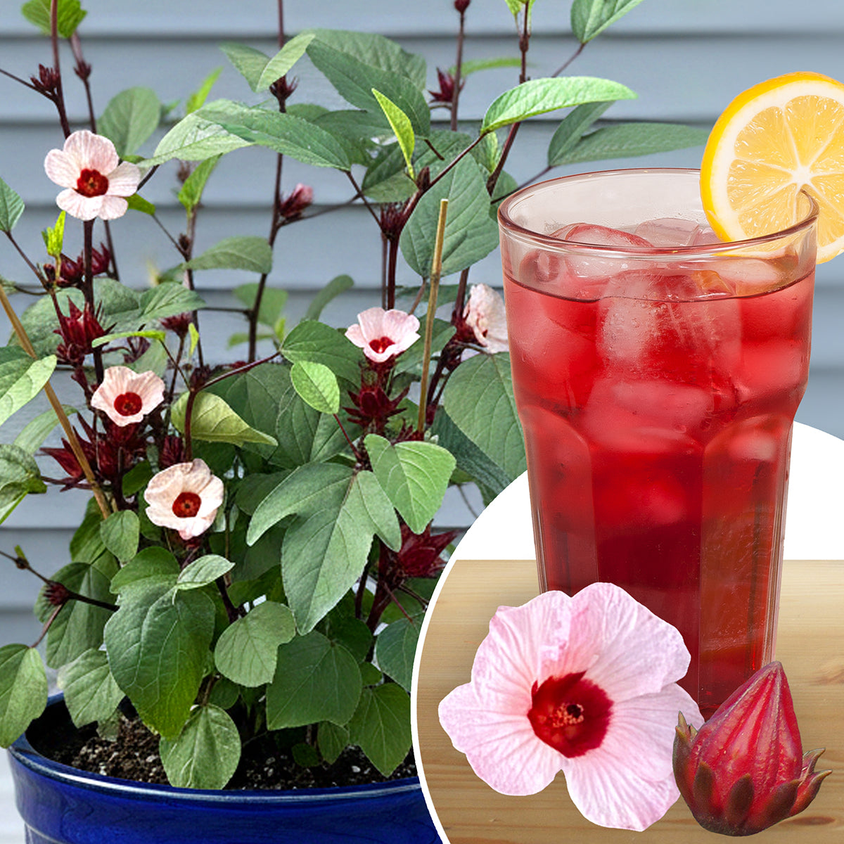 How Do I Grow Roselle Jamaican Hibiscus to Make My Own Hibiscus Tea?