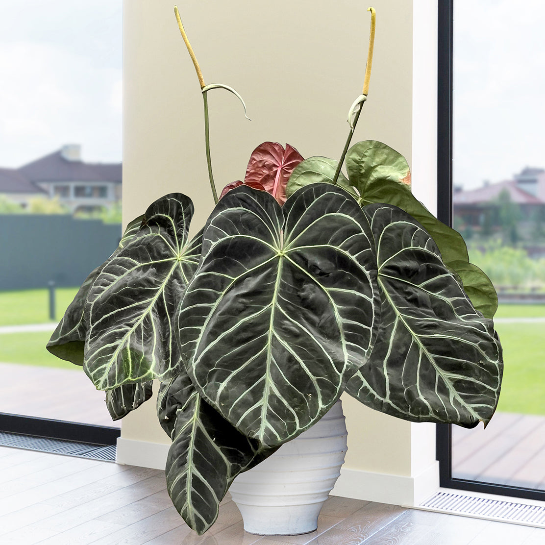 Best Low-Light Plants ~ 15 Amazing Houseplants for Low Light!