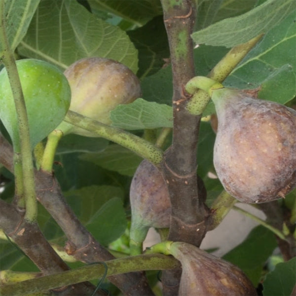 How to Grow Fig Trees in Pots or an Outdoor Garden