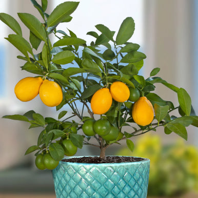 How to Grow Lemon Trees in Pots and Containers