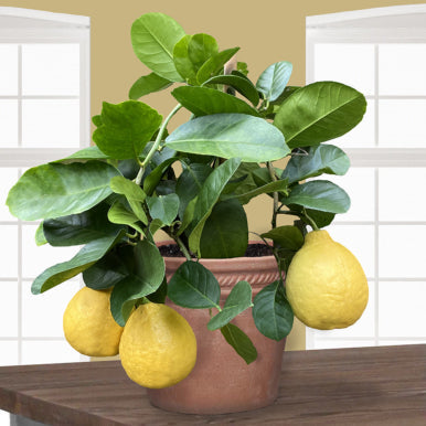 Timeless Plants with Modern Appeal: Logee's Classics That Never Go Out of Style