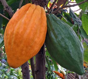 How to Grow Your Own Cocoa and Make Your Own Delicious Chocolate