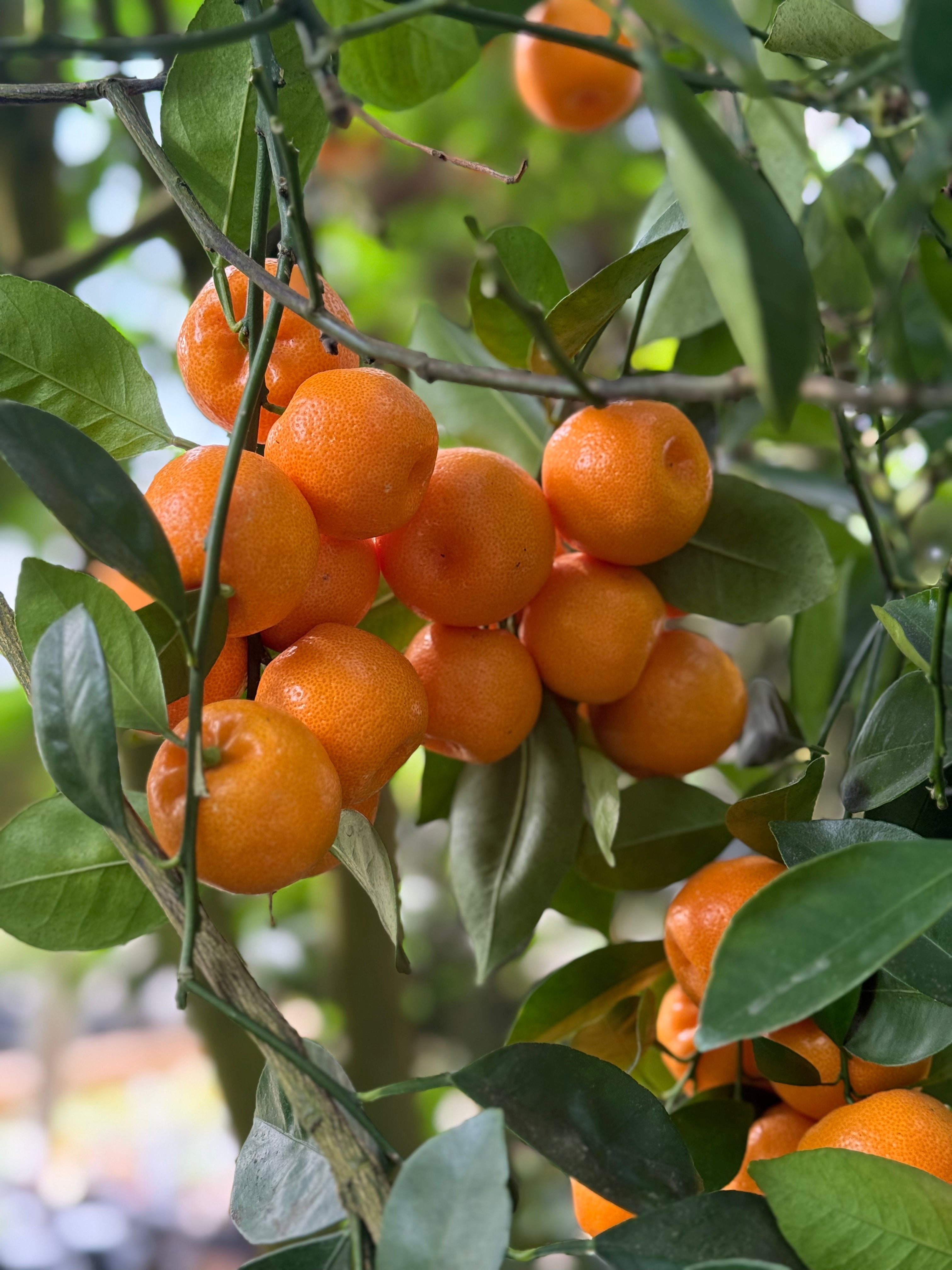Citrus Trees & Plants