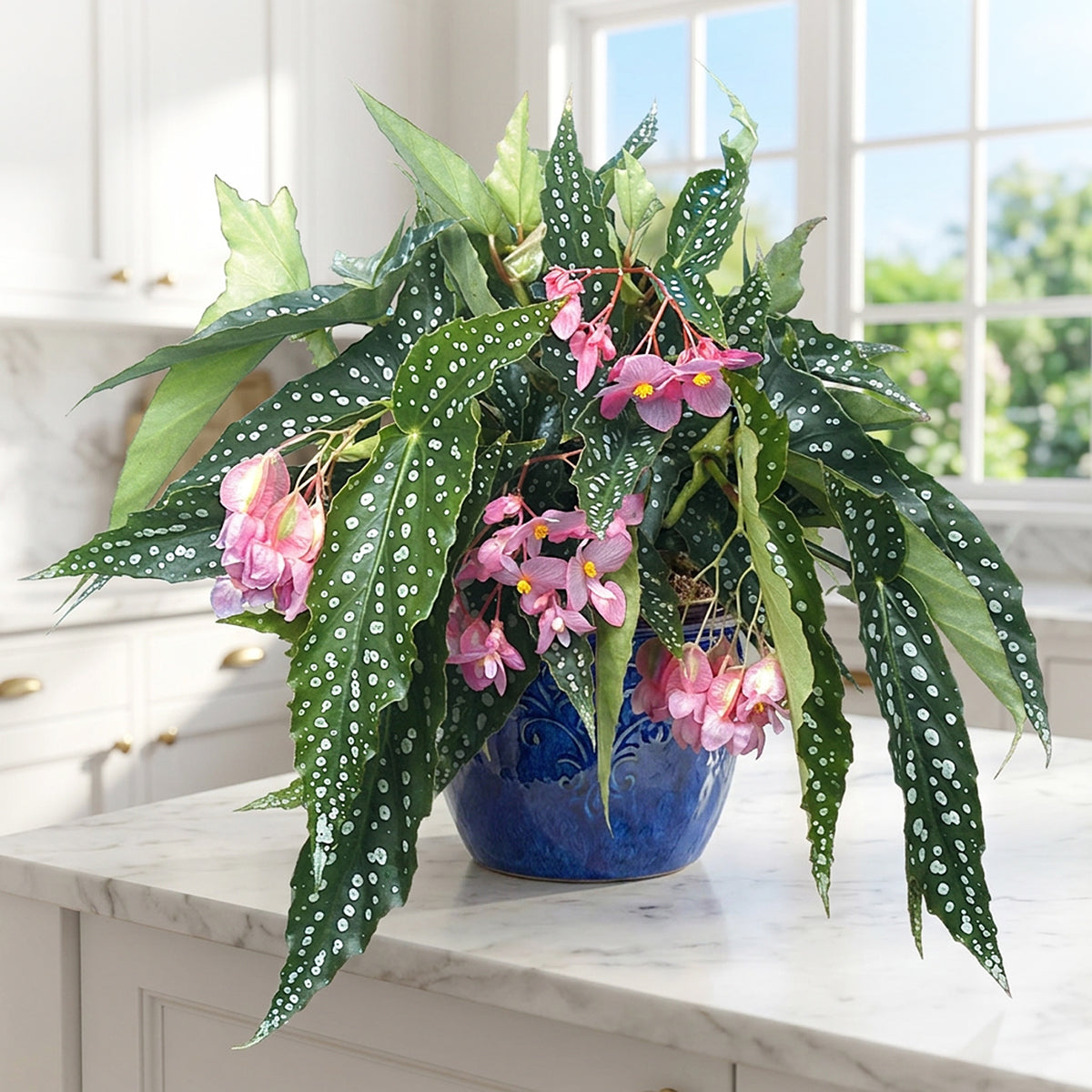 Begonia Plants