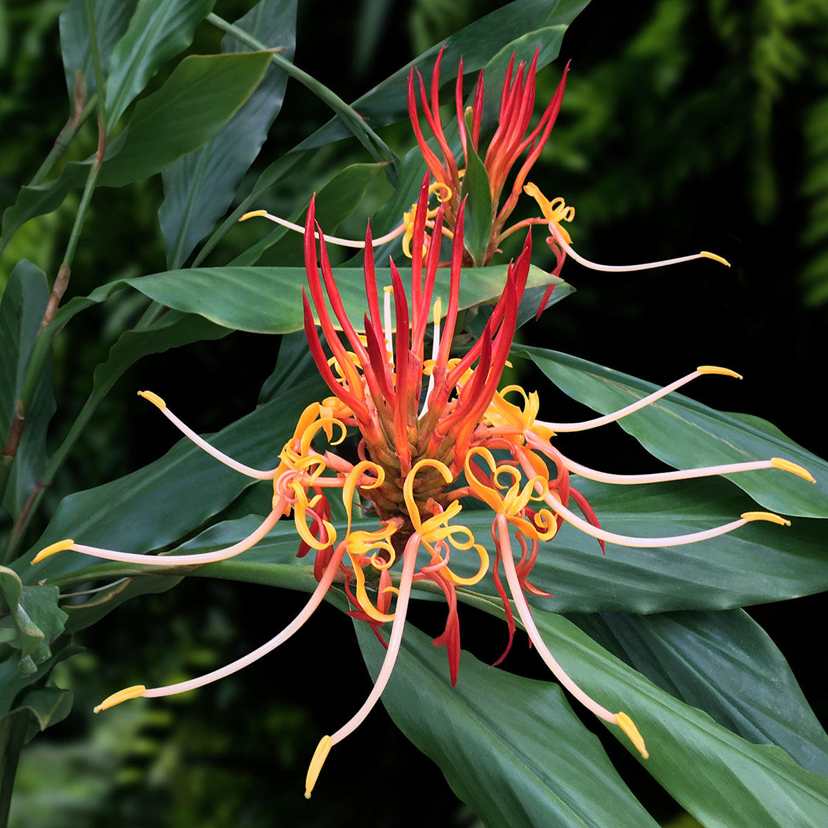 Winter Blooming Plants