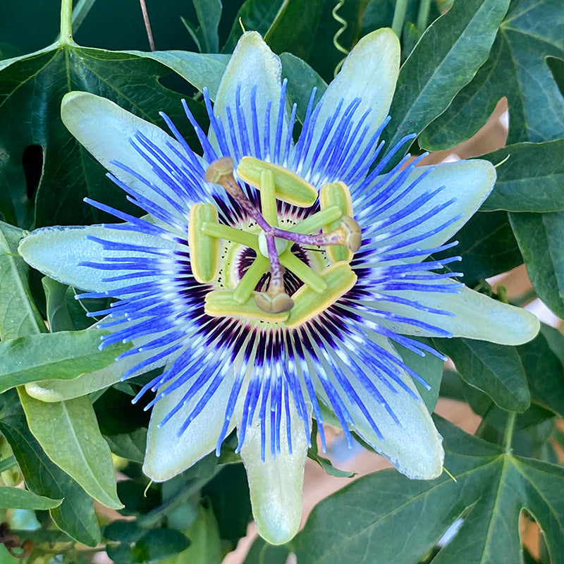 Summer Blooming Plants