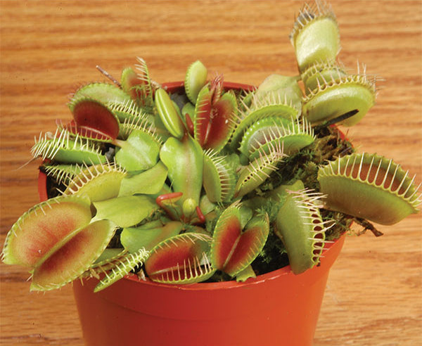 Carnivorous Plants