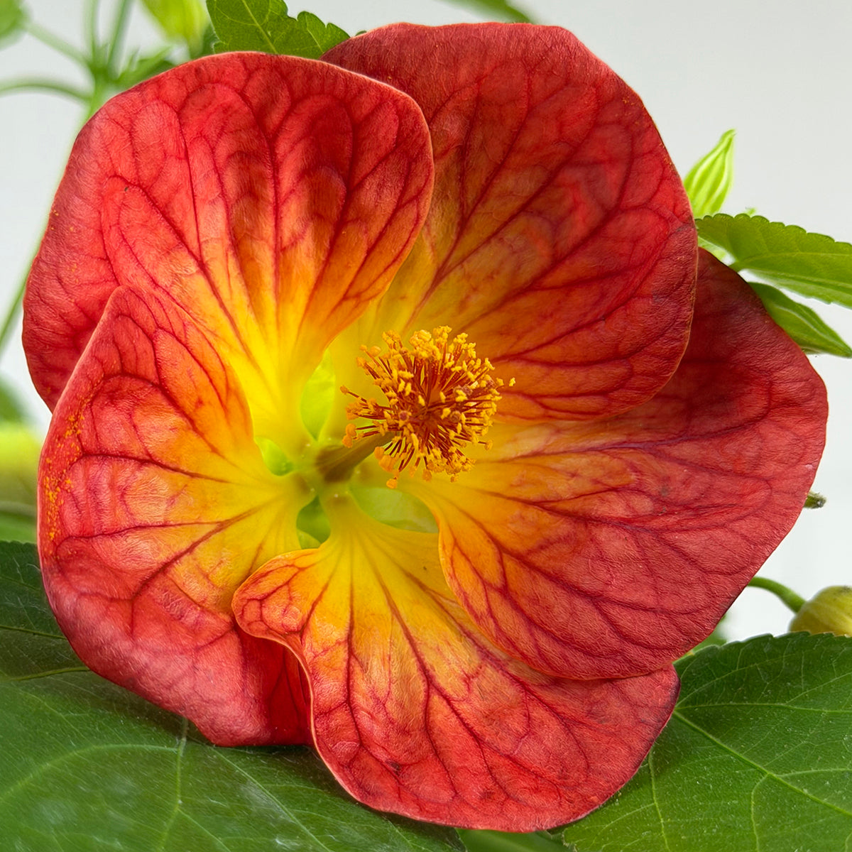Abutilon ‘Sweet Mango'