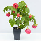 Abutilon ‘Cherry Blossom' (Abutilon hybrid)