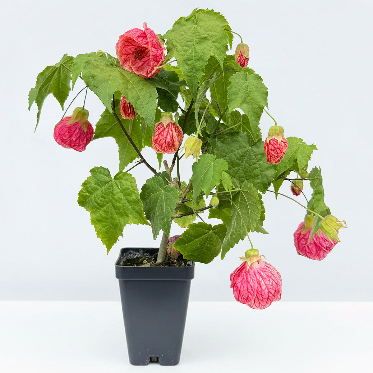 Abutilon ‘Cherry Blossom' (Abutilon hybrid)