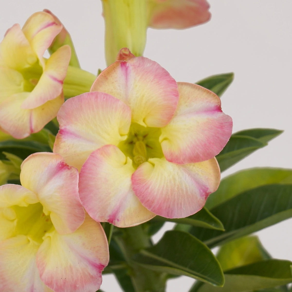 Desert Rose 'Glow' plant for sale