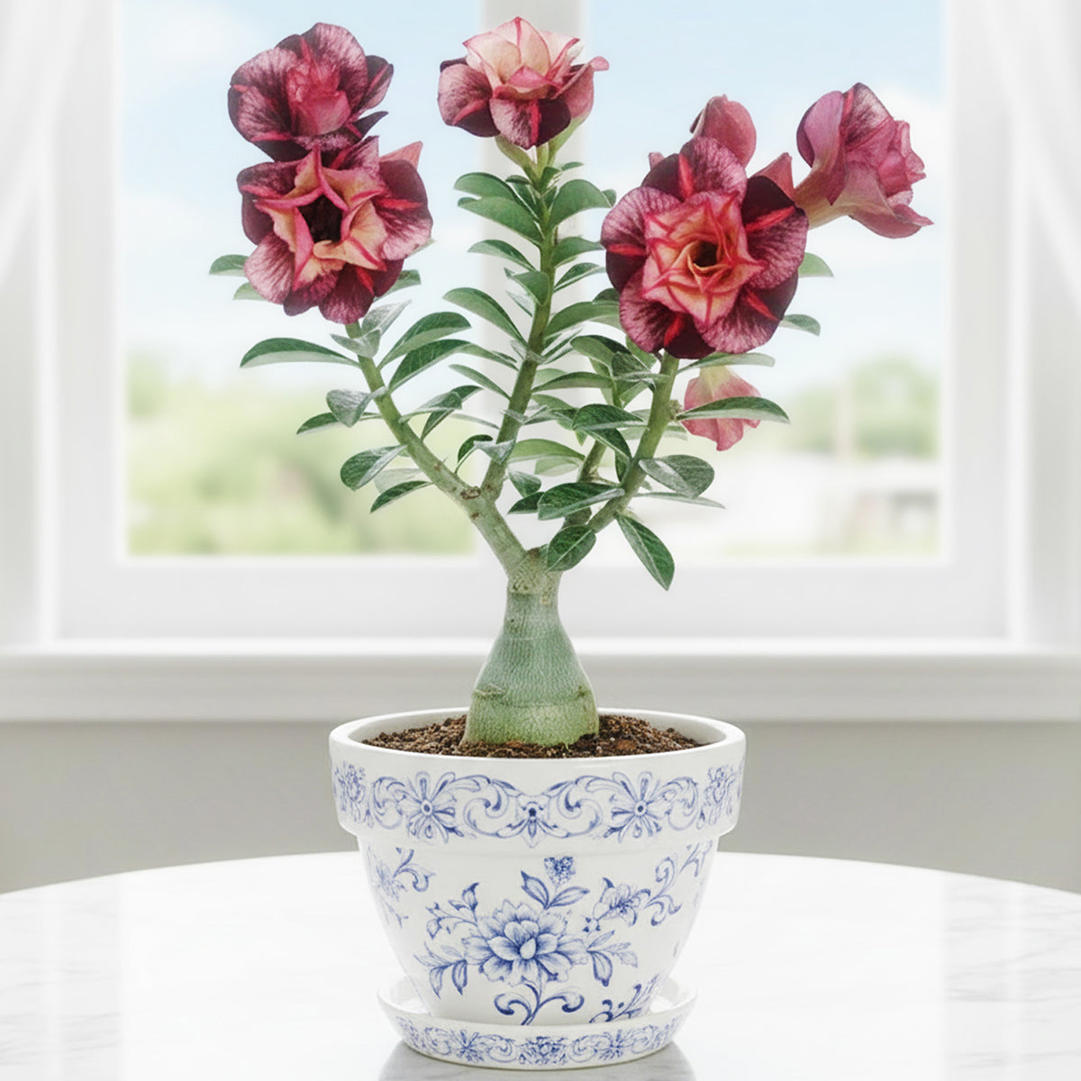 Desert Rose 'Kamet' for sale