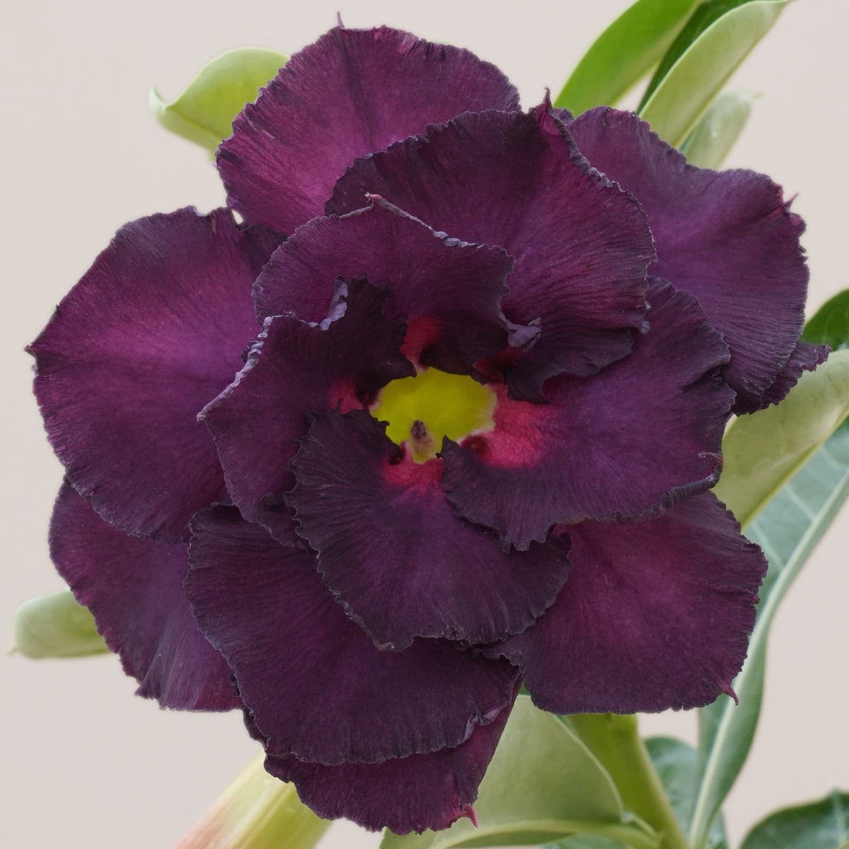 Desert Rose 'Night Star' (Adenium hybrid)