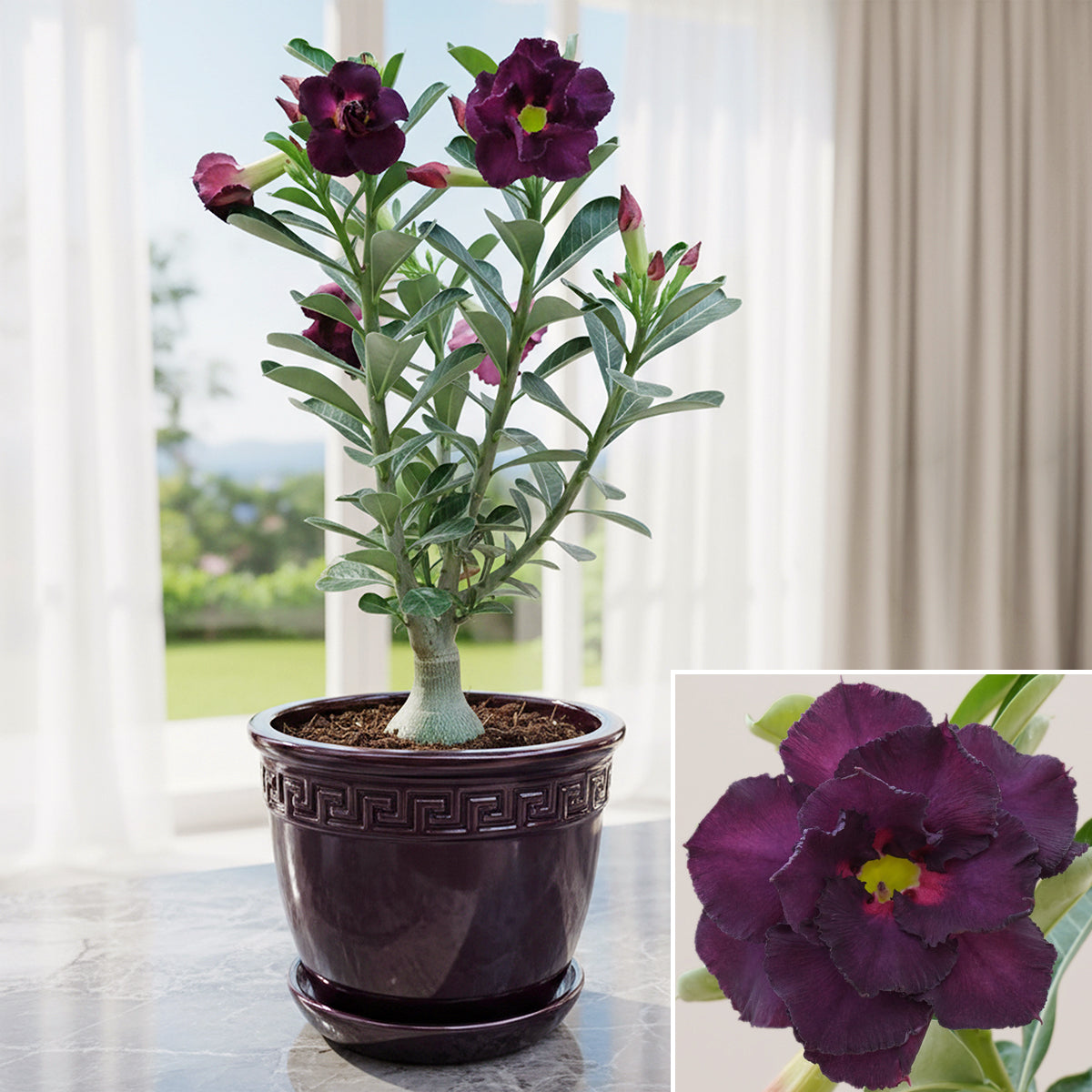 Desert Rose 'Night Star' for sale