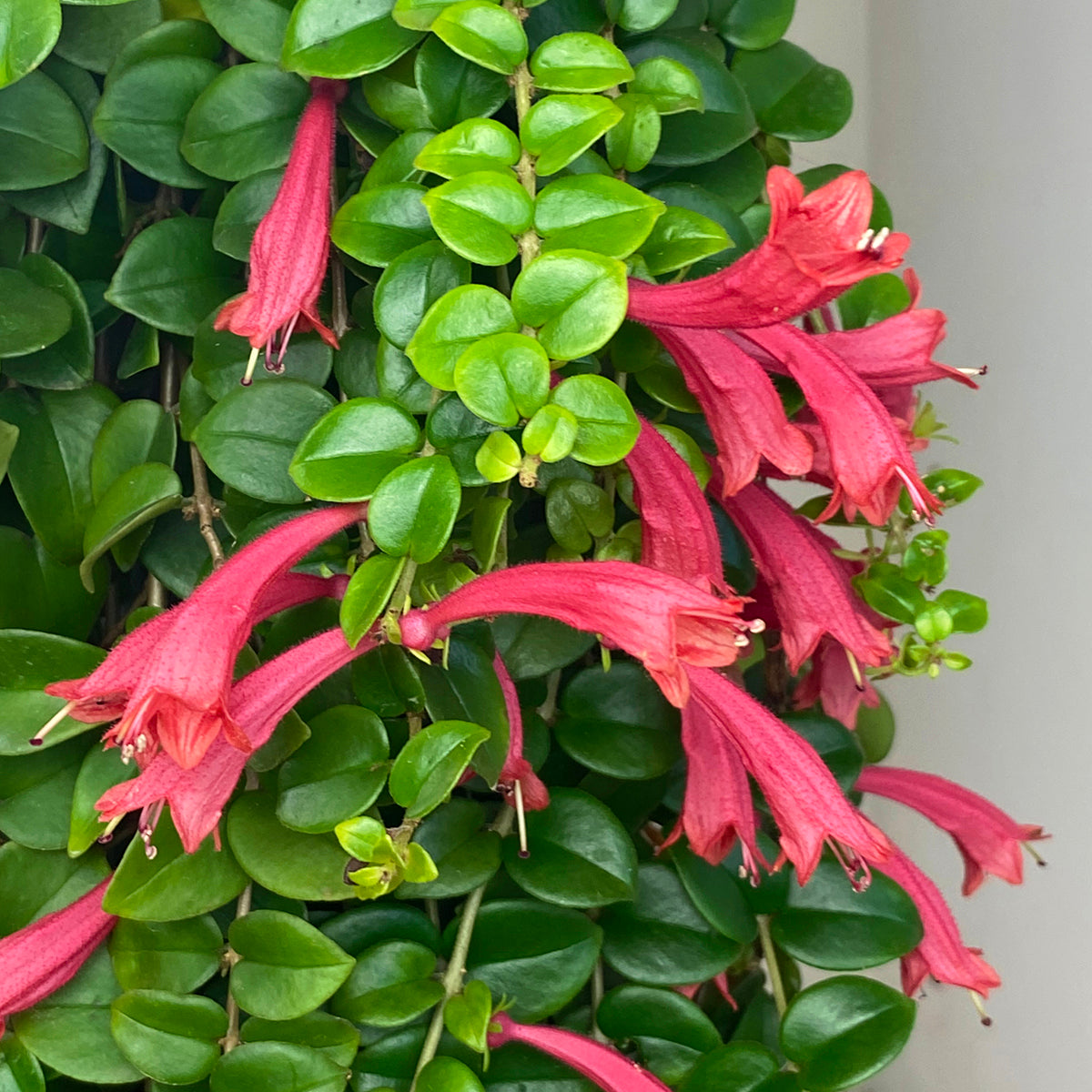 Lipstick Plant ‘Coral Flame’ (Aeschynanthus hybrid)