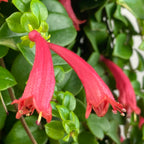 Lipstick Plant ‘Coral Flame’ (Aeschynanthus hybrid)