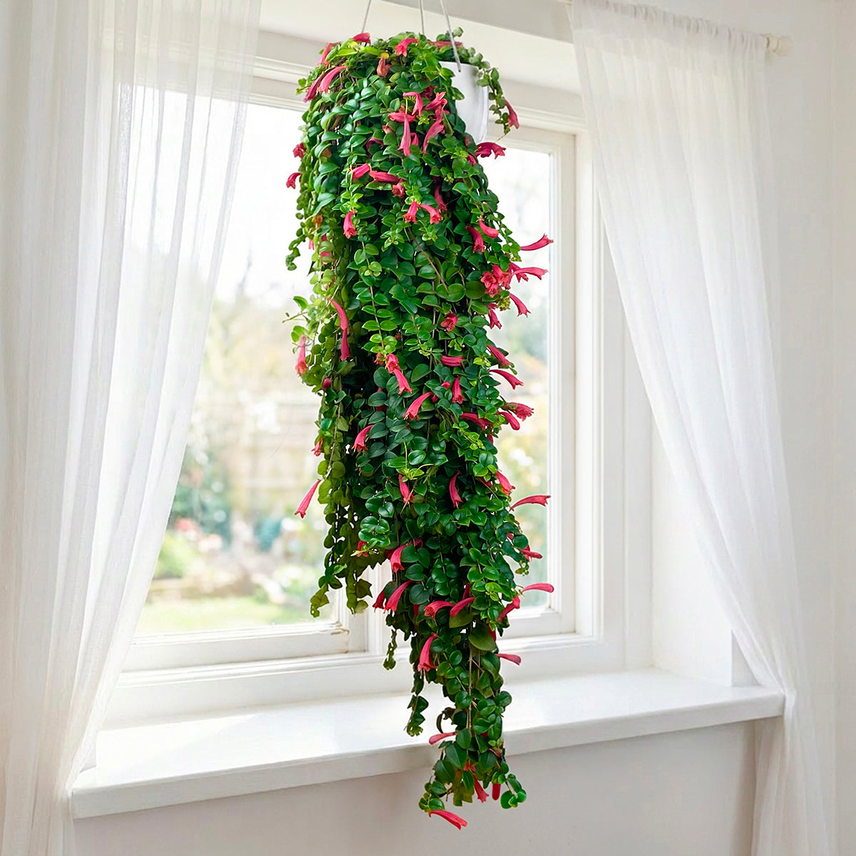 Lipstick Plant ‘Coral Flame’ for sale