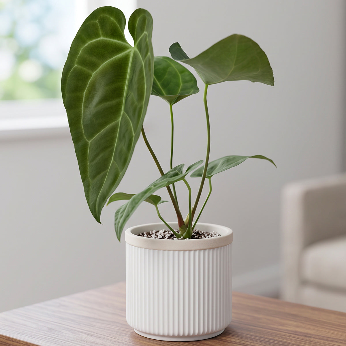 Anthurium ‘Ace of Spades’ for sale