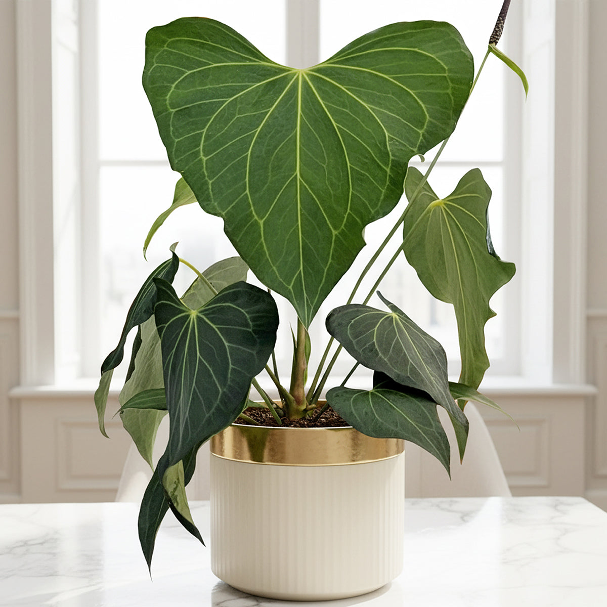 Anthurium 'Delta Force' rare aroid plant for sale