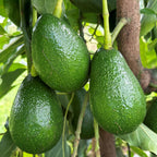 Avocado Tree 'Wurtz' (Persea americana)