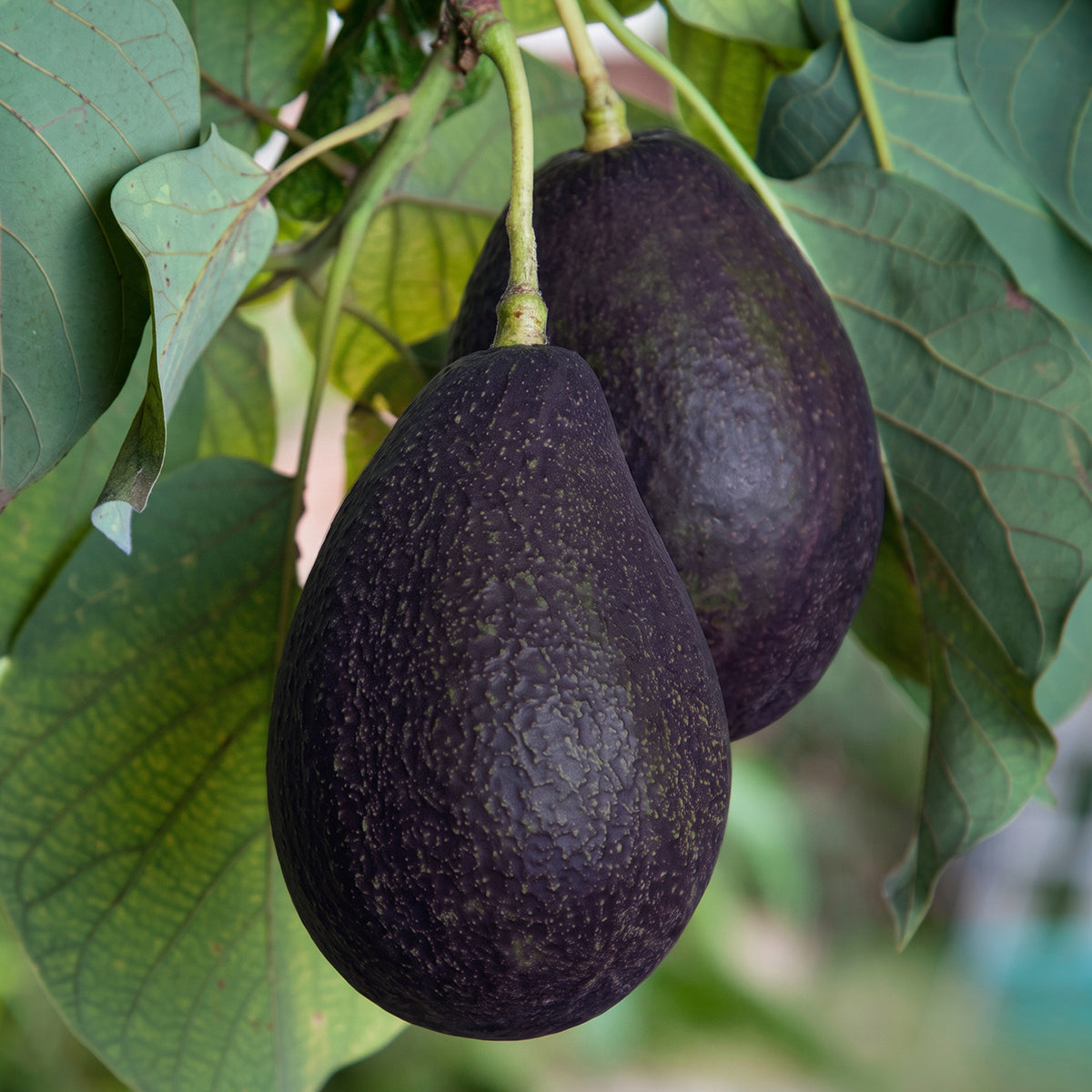 Avocado Tree ‘Oro Negro’