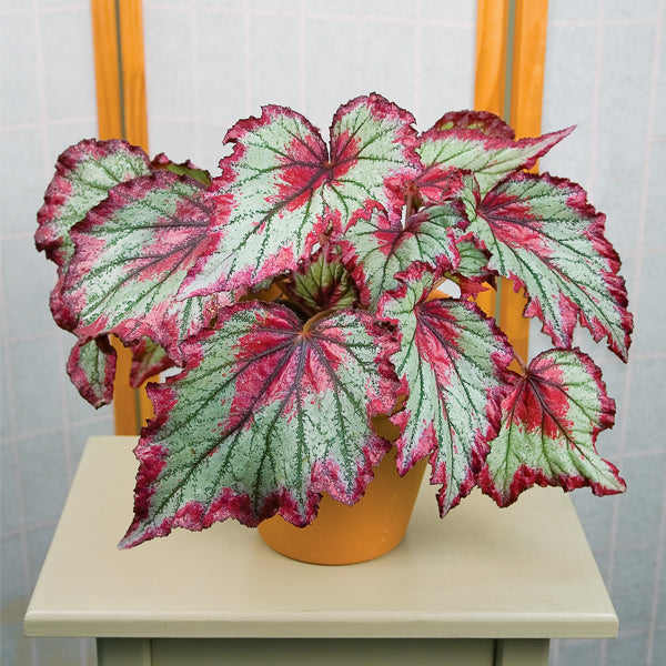 Begonia rex ring of fire