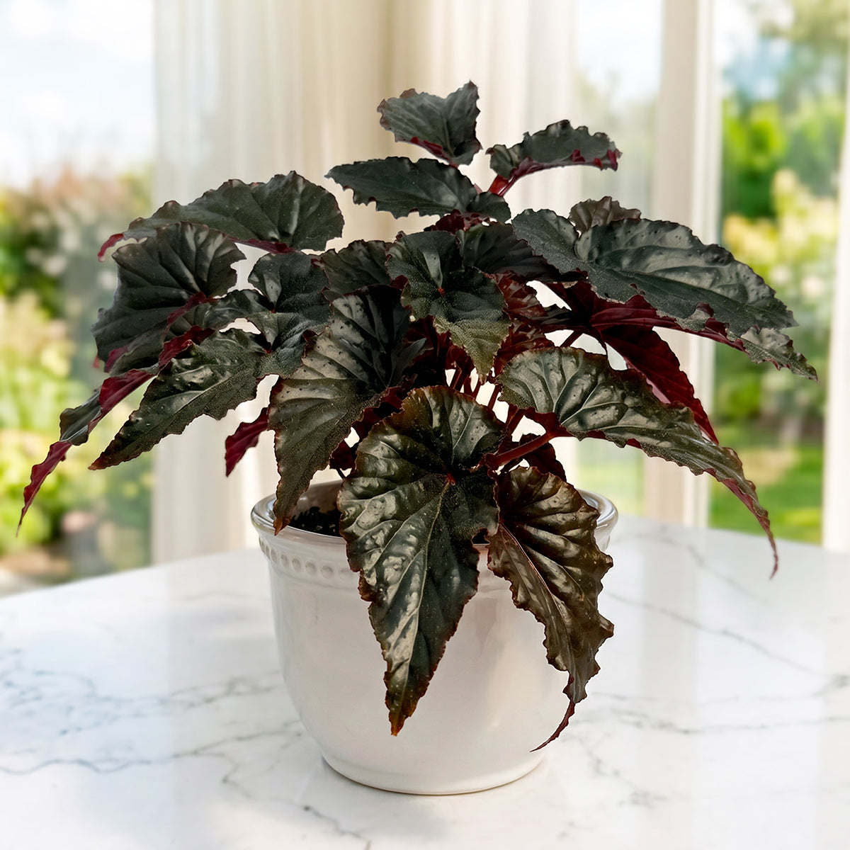 Begonia Black Magic plant for sale