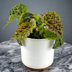 Begonia Dracopelta plant for sale