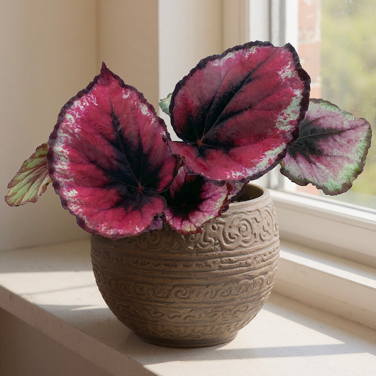 Begonia 'Red Kiss'