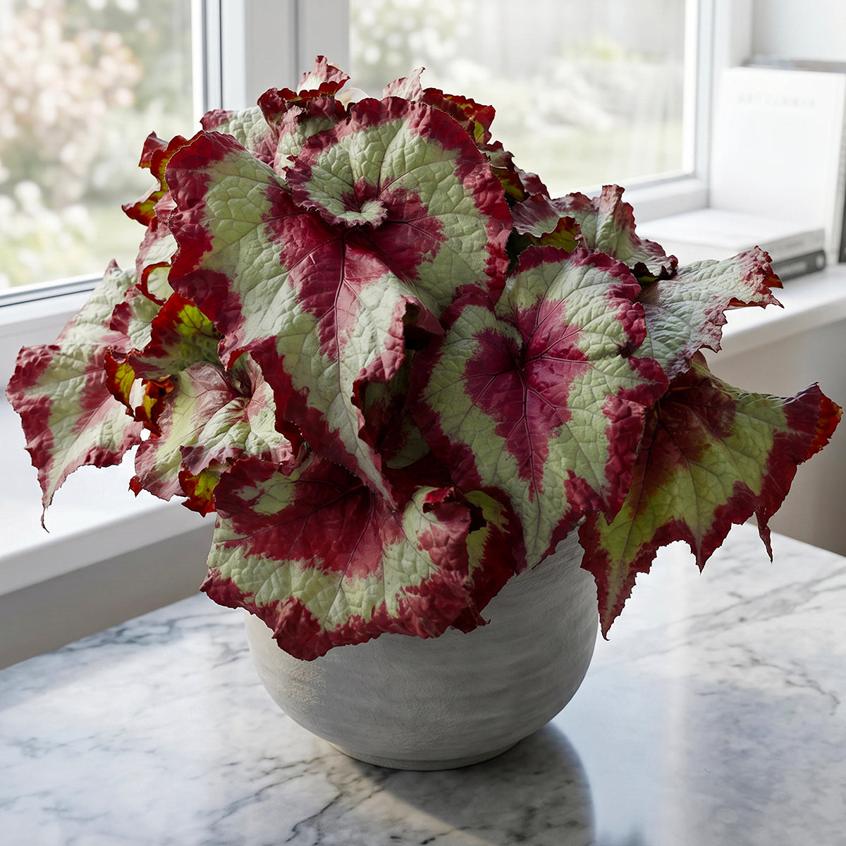 Begonia 'Twisty Swirly' plant for sale