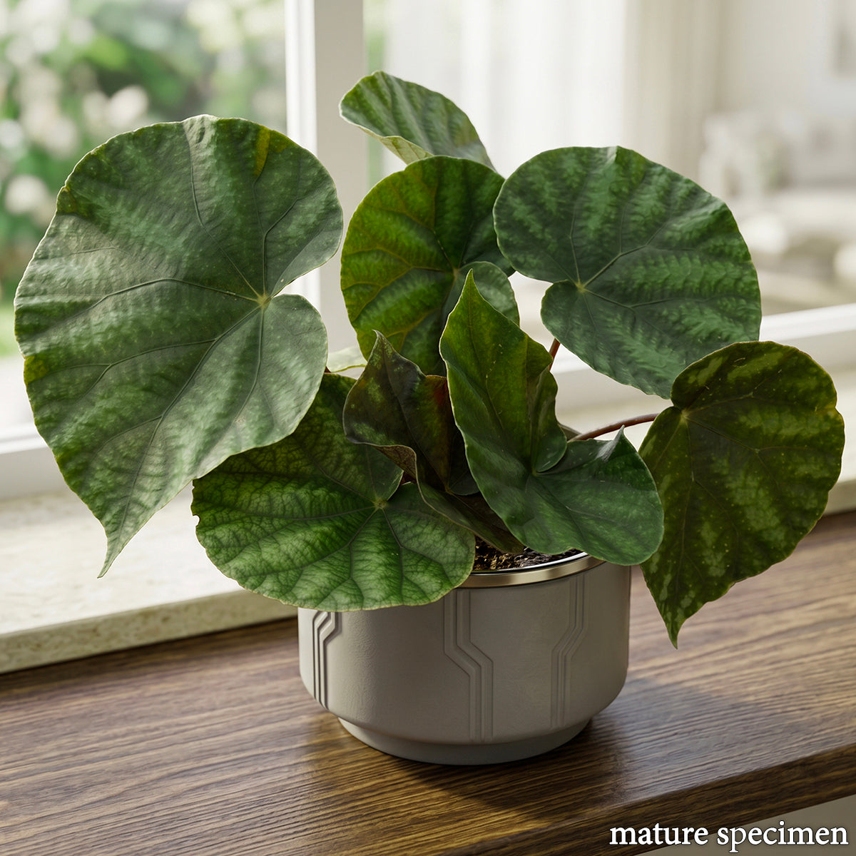Begonia barosma for sale