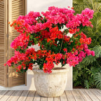 Bougainvillea 'Miss Manila' plant for sale