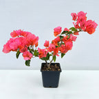 Bougainvillea 'Miss Manila' (Bougainvillea hybrid)