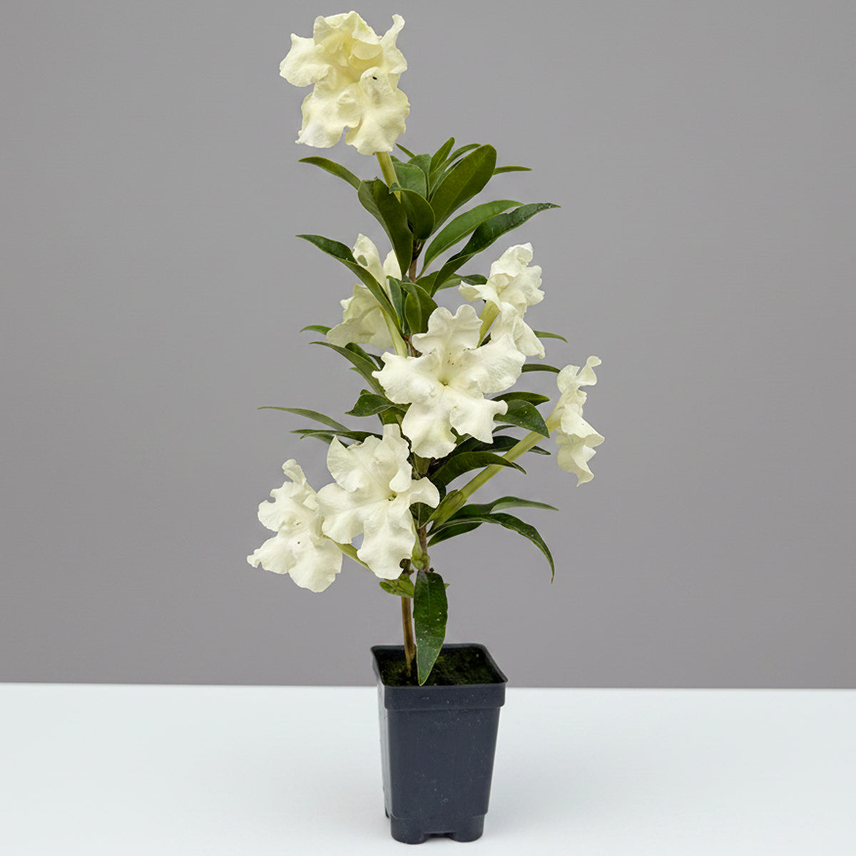 Jamaican Lady of the Night plant for sale