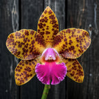 Cattleya Orchid Waianae Leopard x Sun Spots Waiomao's Golden Leopard