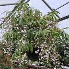 Chains of Glory (Clerodendrum smithianum)