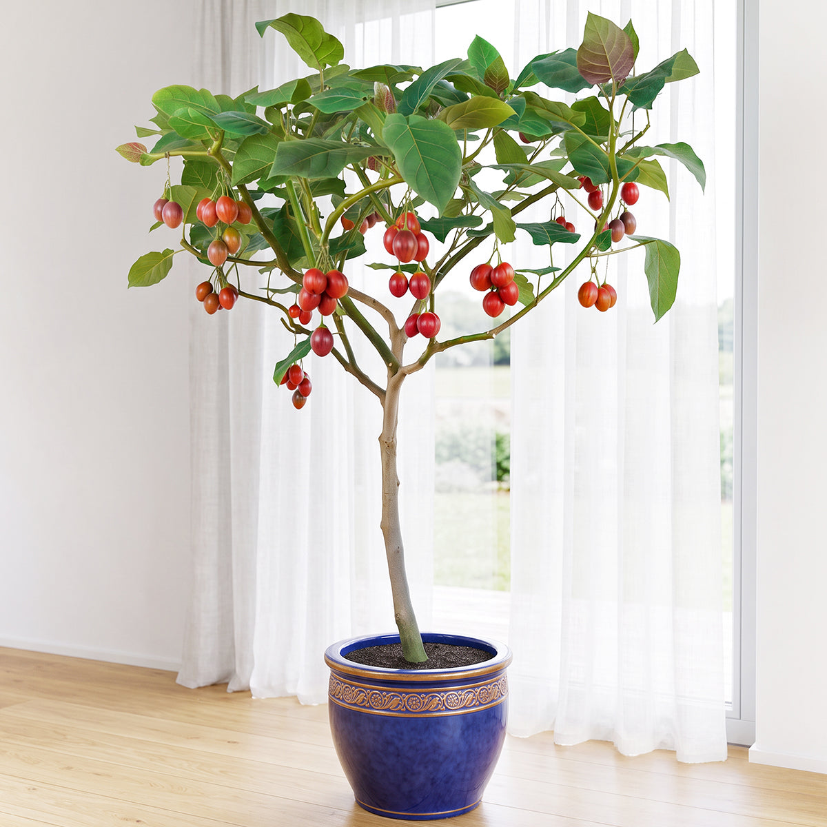 Tree Tomato Plant