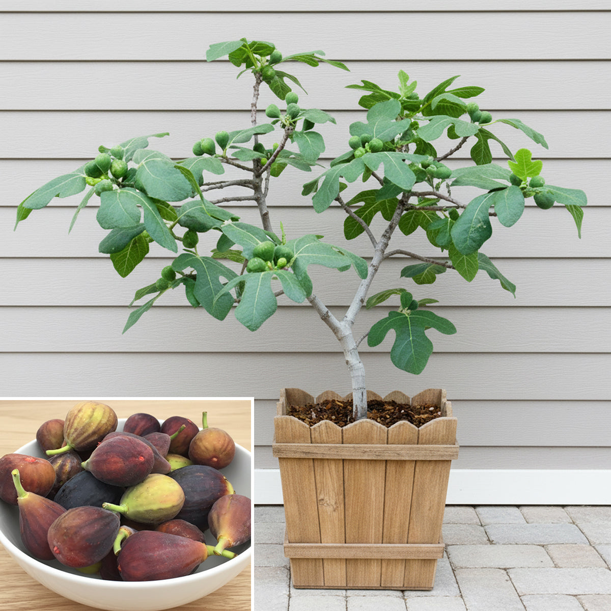 Fig Fignomenal fruiting plant for sale