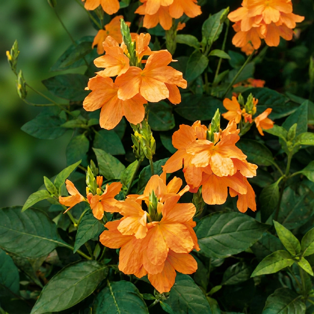 Firecracker Flower plant for sale