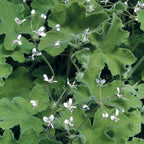 Geranium ‘Peppermint’ (Pelargonium hybrid)