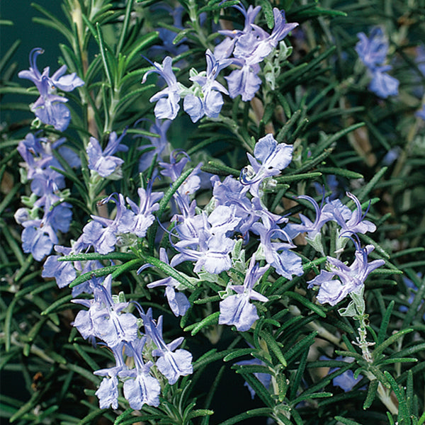 Roesmary Logee Blue'