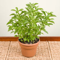 H8176-2-large (herbs-and-spices)