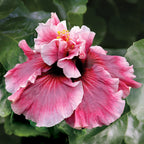 Hibiscus 'Magnifique' plant for sale