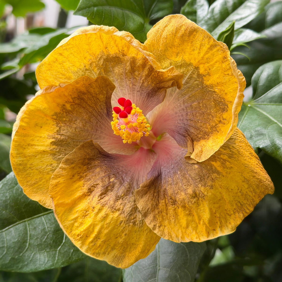 Hibiscus ‘Thunder Egg’ for sale