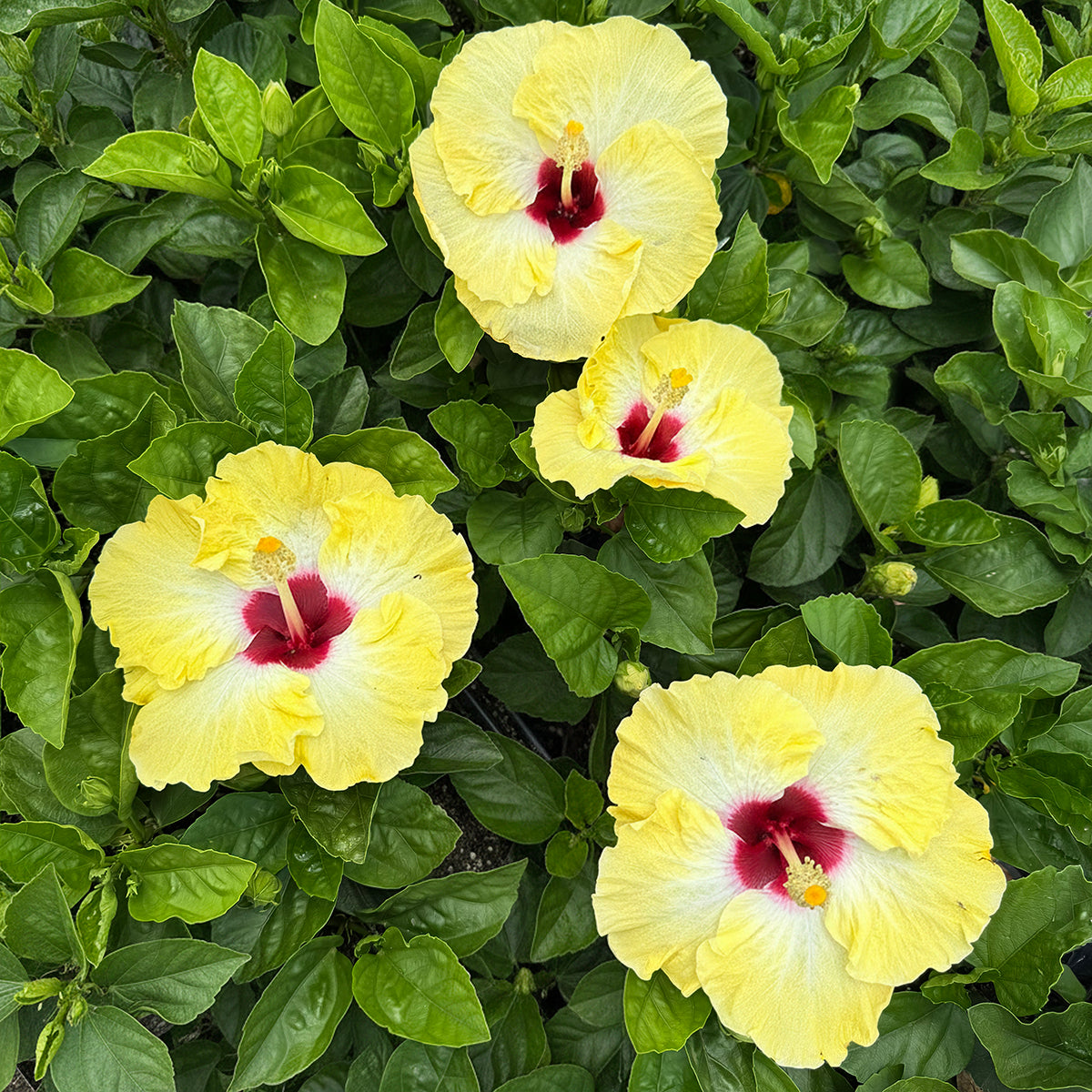 Hibiscus ‘Fiesta del Sol’ (Hibiscus rosa-sinensis hybrid)
