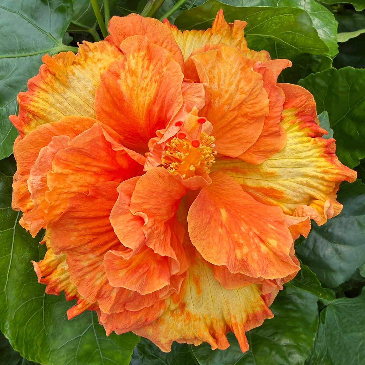 Hibiscus ‘Flameball’ plant for sale