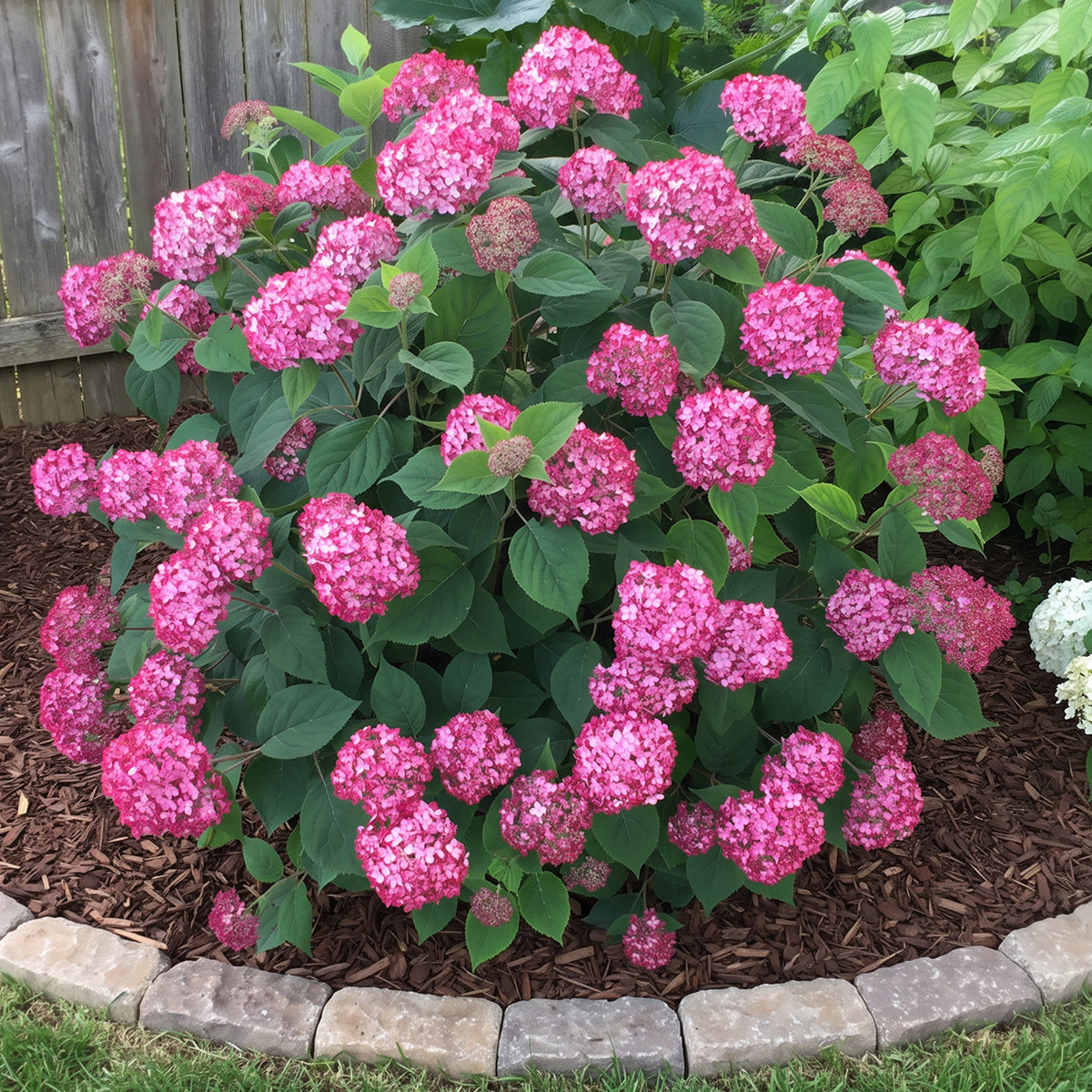 Hydrangea INVINCIBELLE® Ruby PP