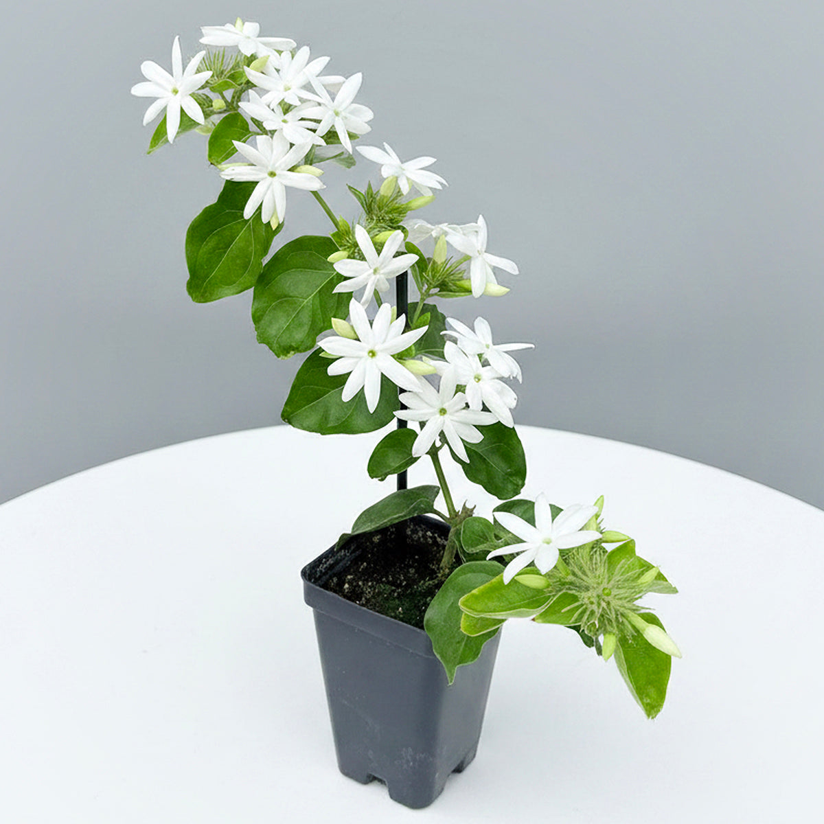 Downy Jasmine plant for sale