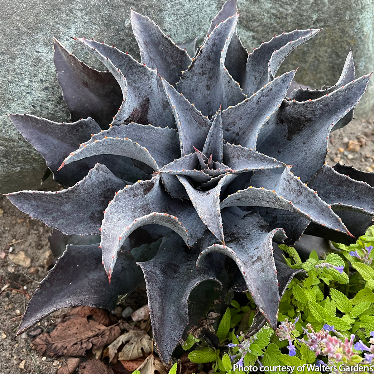 Mangave ‘Night Owl’ succulent plant for sale