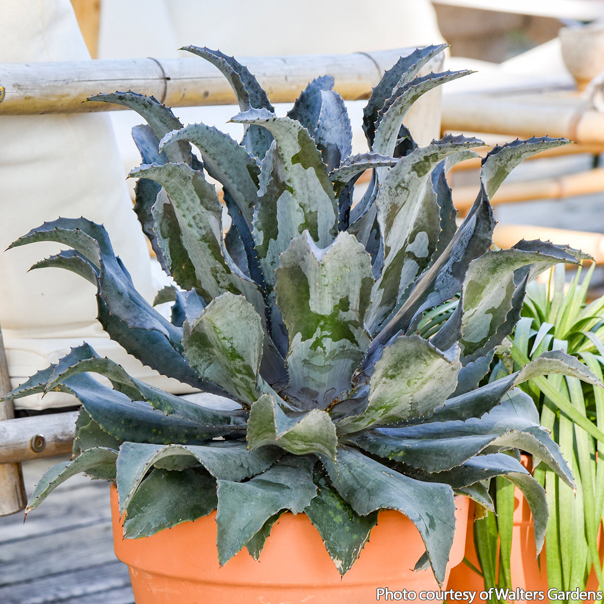 Mangave ‘Night Owl’ PP (Manfreda x Agave hybrid)